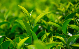 什么是食品級(jí)轉(zhuǎn)基因磷脂